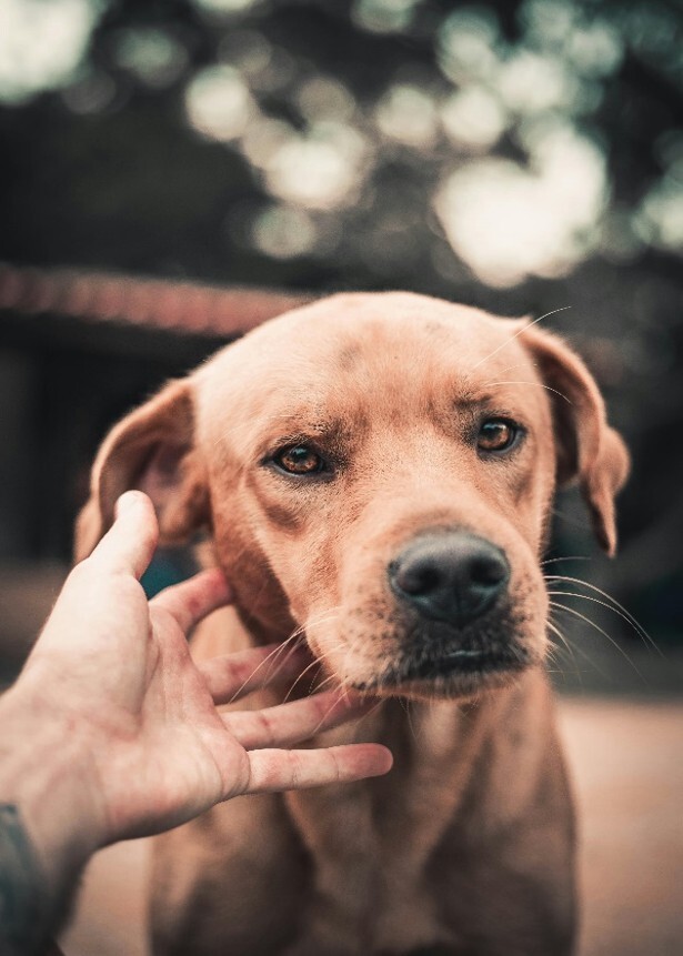 educateur comportementaliste canin